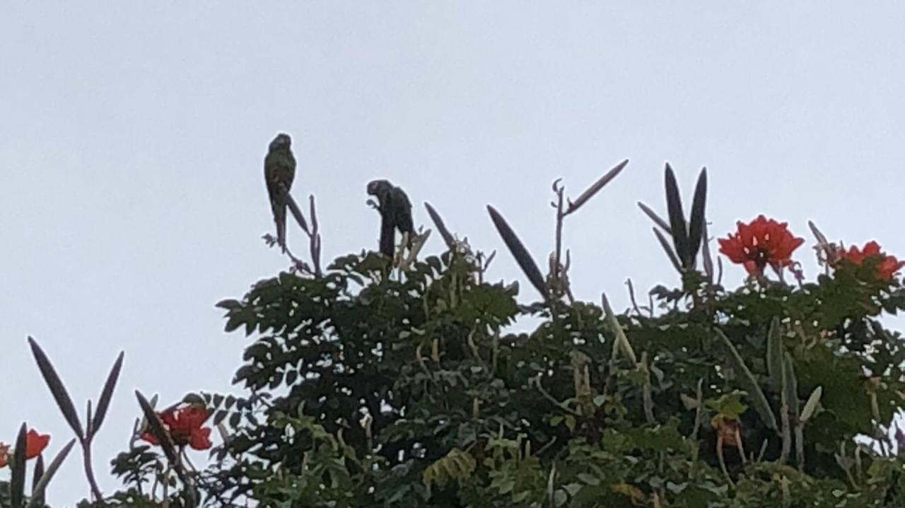 Vivenda Dos Guaranys -Um Projeto Ecologico - Casa Villa Conservatoria Luaran gambar